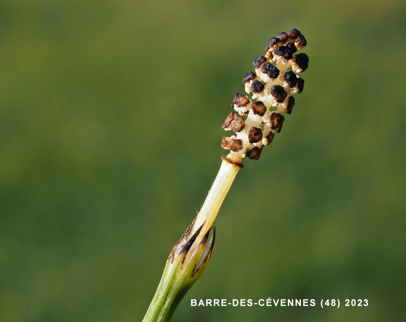 Horsetail, Marsh flower